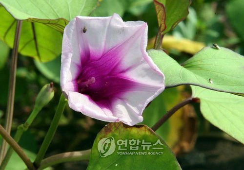 행운 이미지