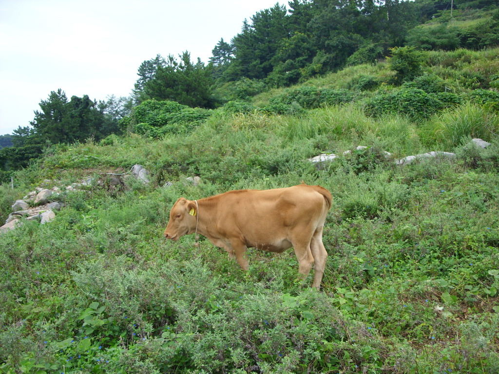 한우사랑 이미지