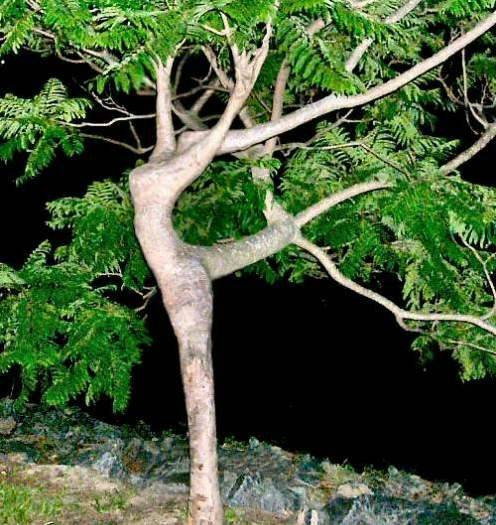 춤추는나무 이미지
