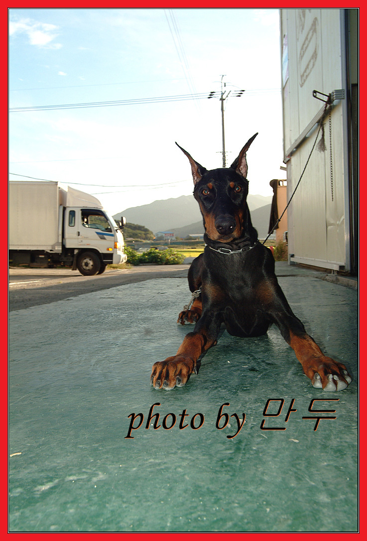 본만두 이미지